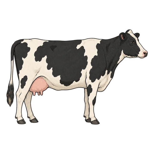 Dairy cow