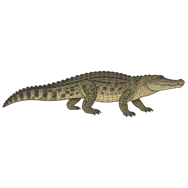 Nile crocodile