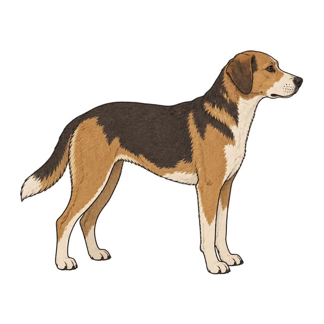 Mixed-breed dog