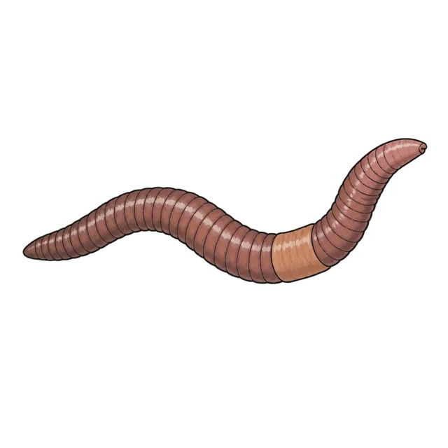Earthworm