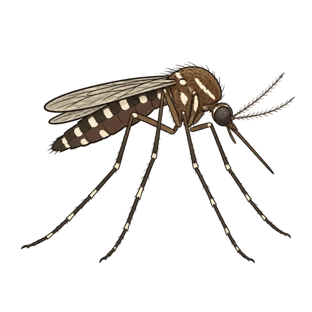 Mosquito