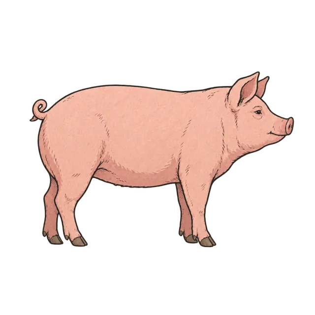 Domestic pig