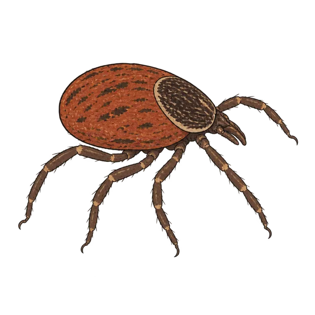 Wood tick