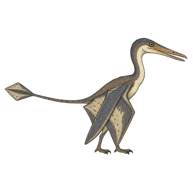 Rhamphorhynchus