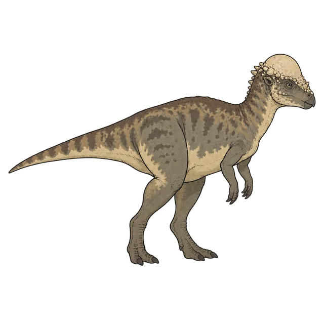 Pachycephalosaurus