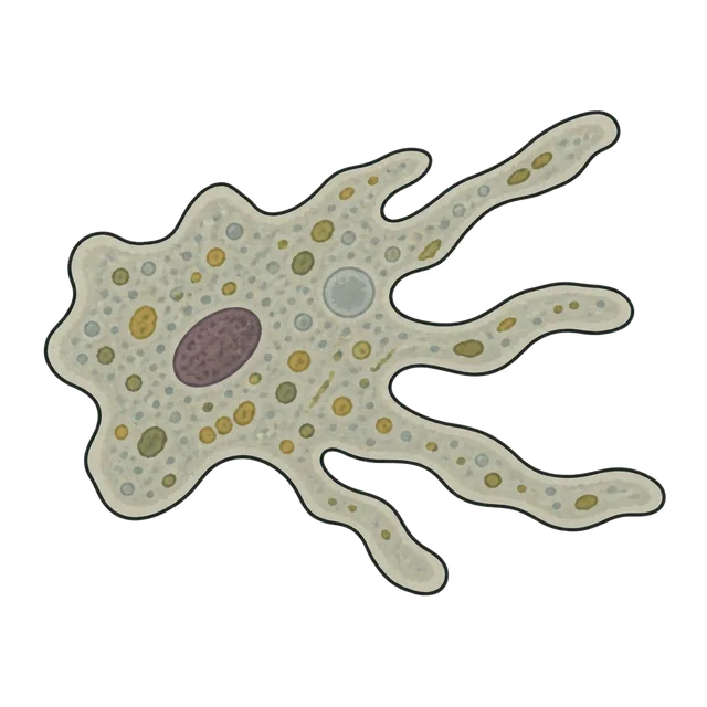 Amoeba proteus
