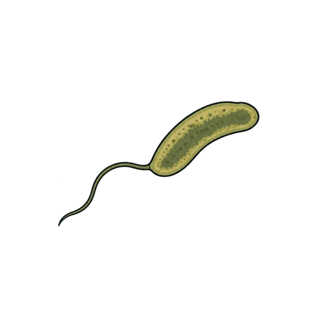 Bdellovibrio