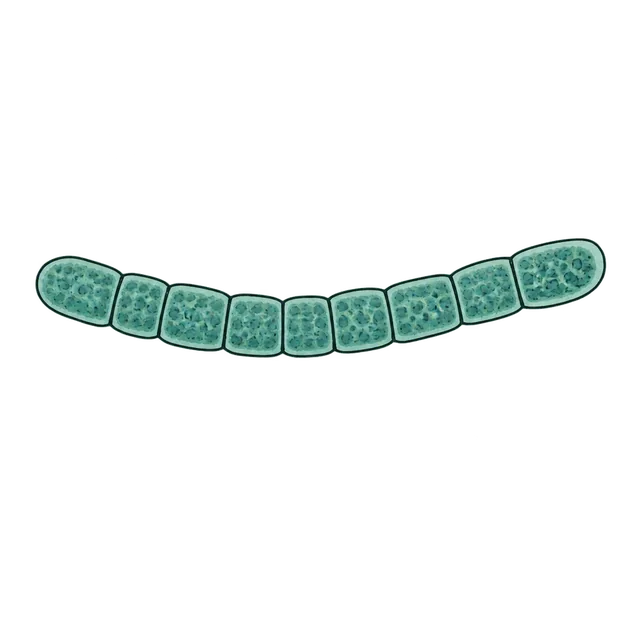 Cyanobacterium