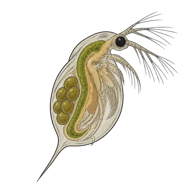 Daphnia