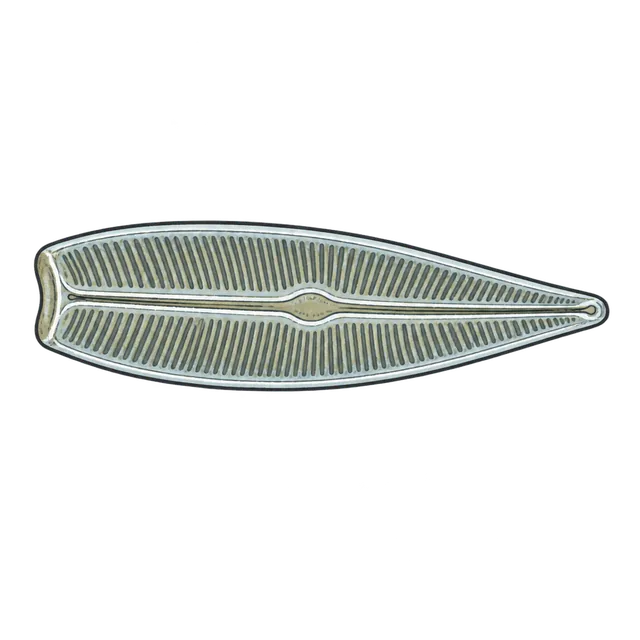 Pennate diatom