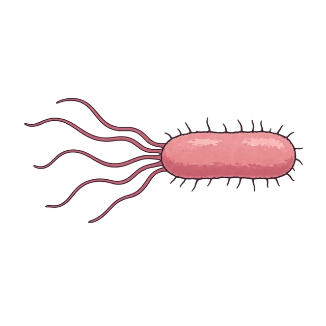 Escherichia coli