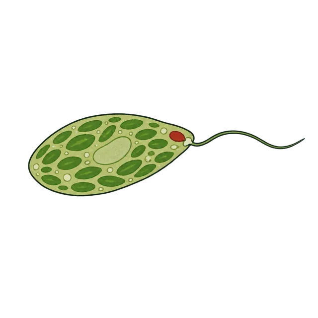 Euglena