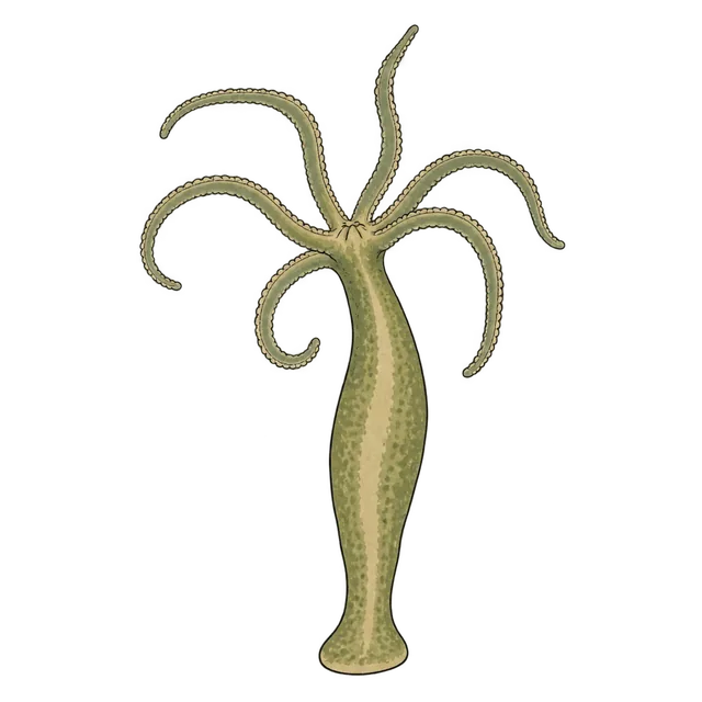 Hydra