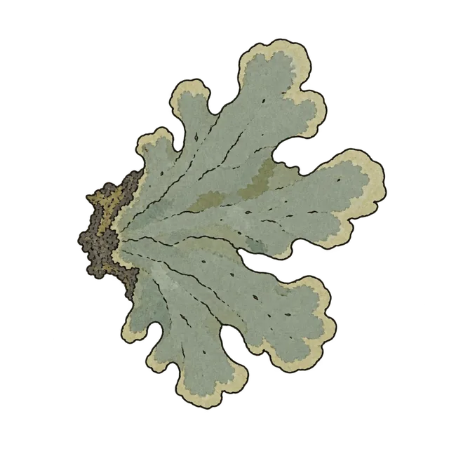 Foliose lichen