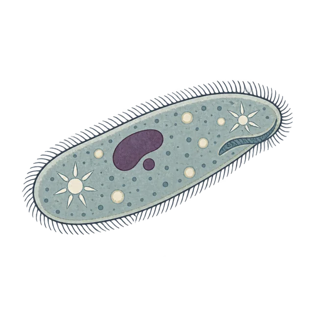 Paramecium