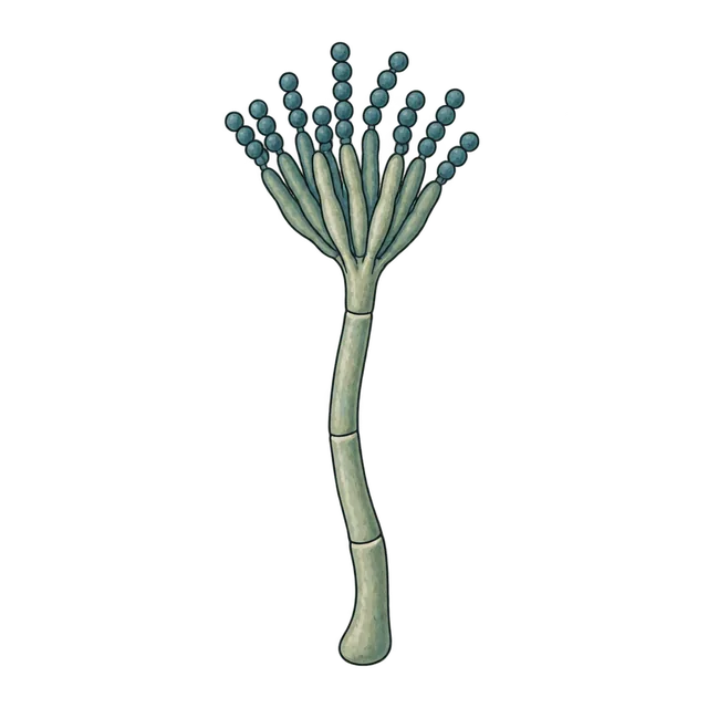 Penicillium