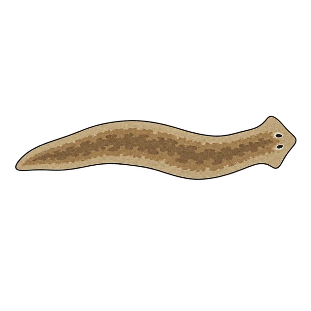 Planarian