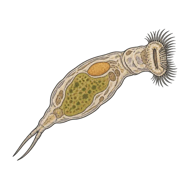 Rotifer