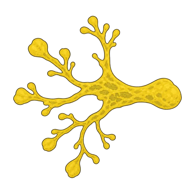 Physarum slime mould