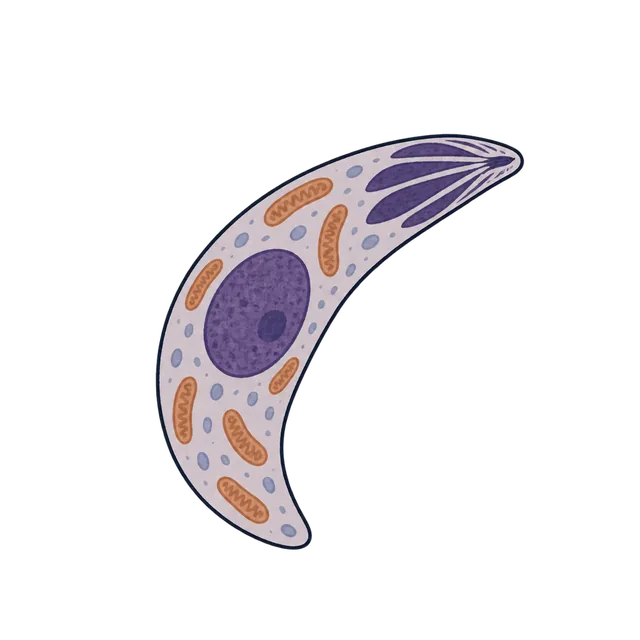 Toxoplasma gondii
