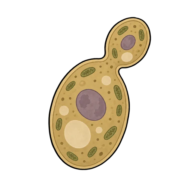 Baker’s yeast