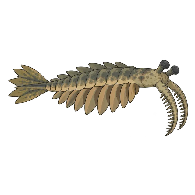Anomalocaris