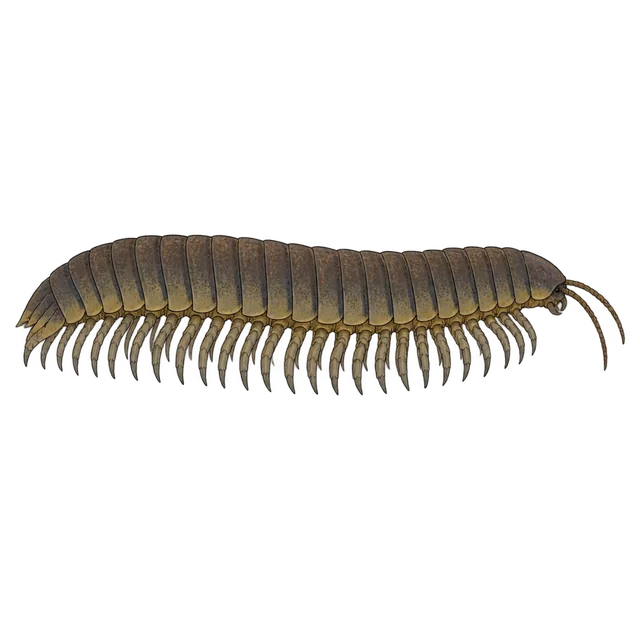 Arthropleura