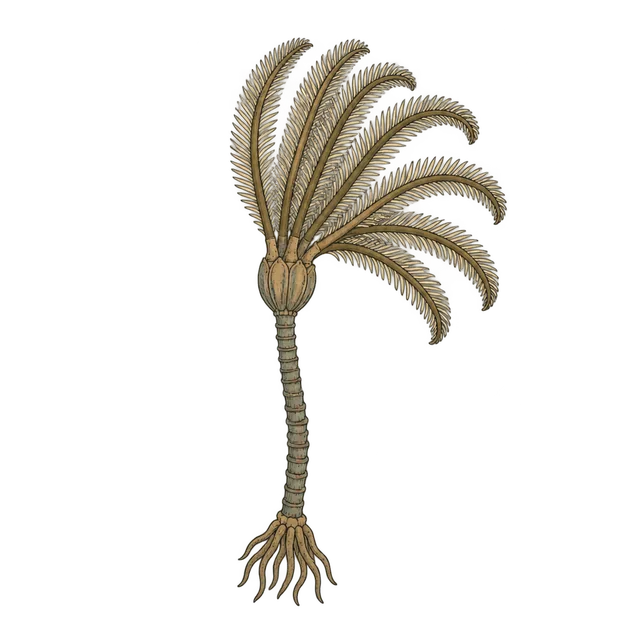 Crinoid (sea lily)