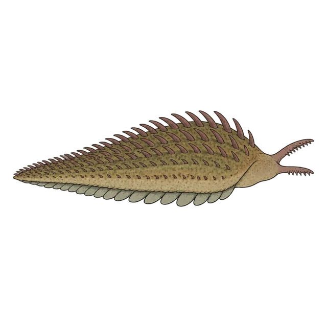 Wiwaxia